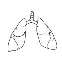 lungor mänsklig inre organ isolerat vit bakgrund med lutning maska, vektor illustration,