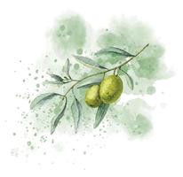 olivenzweig auf abstrakter aquarellstelle. handgezeichnete illustration auf isoliertem hintergrund für öletiketten oder grußkarten. skizze der pflanze mit grünen früchten und blättern für hochzeitseinladungen. vektor