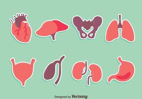 Nice Human Organ Vector