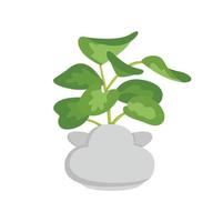 heimische Pflanze Pothos Illustration Vektor-Cliparts vektor