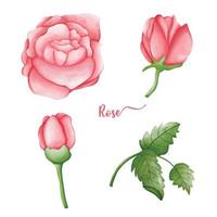 rose handgezeichneter illustrationssatz, liebes- und valentinsgrußelemente, aquarellvalentinsgrußelemente vektor