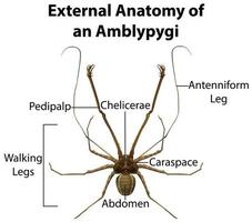 äußere Anatomie eines Amblypygi auf weißem Hintergrund vektor