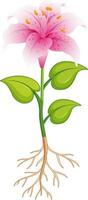 rosa Lilienblume mit grünen Blättern und Wurzeln auf weißem Hintergrund