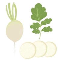 daikon. vit rädisa. vegetabiliska japansk kinesisk koreanska matlagning , tonic jono koreanska, en rot vegetabiliska med löv. vektor stock illustration. isolerat på vit bakgrund.