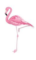 rosafarbener Flamingo in vollem Wachstum, hervorgehoben auf weißem Hintergrund, Seitenansicht mit erhobenem Bein, gebogenem Hals, leuchtenden Federn. Drucken auf jeder Oberfläche vektor