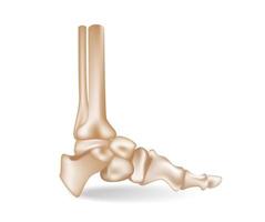 begrepp platt 3d isometrisk illustration av anatomisk bitar av de arrangemang av de ben av de enda av de fot vektor