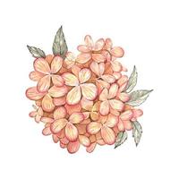 Hortensienblüten. aquarellillustration isoliert vektor