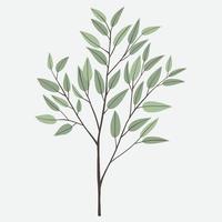 freehand teckning av eukalyptus gren. vektor