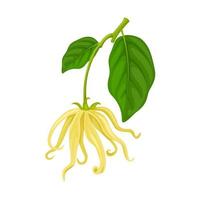 vektor illustration, cananga blomma också känd som ylang ylang, vetenskaplig namn cananga odorata, isolerat på vit bakgrund.