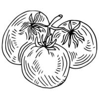 hand dragen skiss stil körsbär tomater gren. bäst för tomat tema mönster i retro årgång stil. organisk vegetabiliska vektor illustration.
