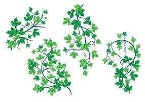 Tender Green Blätter von Poison Ivy Pflanzen Vektoren