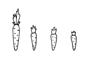 en uppsättning av ritad för hand morötter i de stil av en klotter. vektor illustration