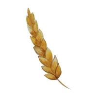 handgezeichneter Weizen. realistisches Weizenbrot. aquarellillustration einer landwirtschaftlichen pflanze. Ernte von Gerste und Roggen. Ernten von Getreide für die Mehlherstellung, natürlicher Bio-Vollhafer vektor