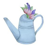Blumenstrauß beim Gießen, Tulpen in einer Gießkanne in Aquarell gemalt, Gartengießkanne aus Metall vektor