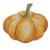 kürbis gemalt in aquarell, halloween-bilder, elemente des herbstdesigns. ernten Sie die Abbildung, die auf weißem Hintergrund lokalisiert wird vektor