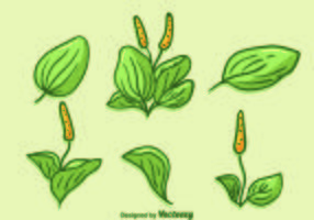 Handdragen Plantain Vector