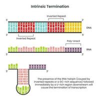 Intrinsische Terminierung der Transkription in Prokaryoten-Vektor-Illustration-Infografik-Diagramm vektor