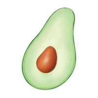 Avocado halbiert auf weißem Hintergrund vektor