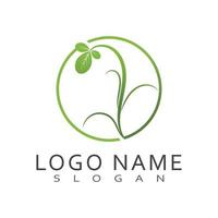 moringa leaf logo mall vektor symbol natur