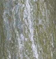 realistische vektorillustration einer kiefernrindennahaufnahme. textur von pinus strobus oder weymouth pine trunk. Hintergrund aus lebendigem Holz. Haut der Waldnatur. vektor