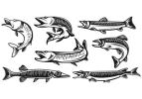 Set av Muskie Fish Vectors