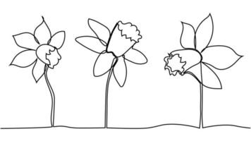 ett enda linje teckning av skönhet färsk narciss för trädgård logotyp. tryckbar dekorativ påsklilja blomma vektor