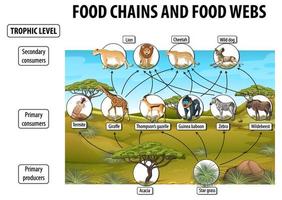 Bildungsplakat der Biologie für Nahrungsnetze und Nahrungskettendiagramm vektor