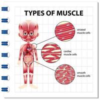 typer av muskelcelldiagram vektor