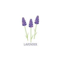 lavendel- blommig aromatisk logotyp vektor ikon illustration