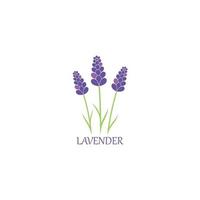 lavendel- blommig aromatisk logotyp vektor ikon illustration