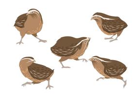 Illustration von Brown Quail vektor