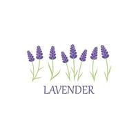 lavendel- blommig aromatisk logotyp vektor ikon illustration