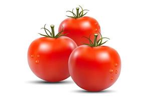 realistisches lebendiges frisches tomaten-vektordesign vektor