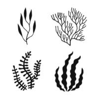 Reihe von Algen. Meerespflanzen werden isoliert. handgezeichnete illustration in vektor umgewandelt.