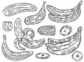 Bananen-Set-Vektorzeichnung. isolierte handgezeichnete bündel, schalenbanane und geschnittene stücke. sommerfrucht gravierte stilillustration. detailliertes vegetarisches Essen. ideal für Etiketten, Poster, Druck vektor