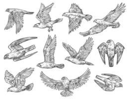 Skizzen von Greifvögeln. Adler, Falke und Habicht vektor
