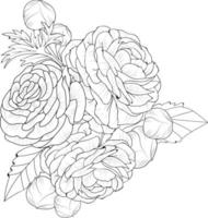en ritad för hand ranunchulas blomma färg bok, vektor illustration konstnärlig, blomma blommor narciss isolerat på vit bakgrund, skiss konst blad gren botaniska samling för vuxna och barn