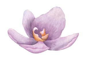 vattenfärg lila orkide phalaenopsis blomma. hand dragen illustration av rosa exotisk tropisk växt. blommig teckning på isolerat bakgrund för hälsning kort eller inbjudan design. botanisk skiss vektor