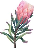 hand dragen vattenfärg rosa protea blommor, isolerat illustration på en vit bakgrund vektor