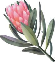 hand dragen vattenfärg rosa protea blommor, isolerat illustration på en vit bakgrund vektor