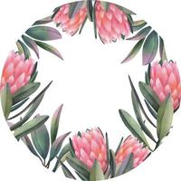 hand dragen vattenfärg ram av rosa protea blommor, isolerat illustration på en vit bakgrund vektor