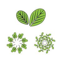 Moringa Blatt Logo Vorlage Vektor Symbol Natur