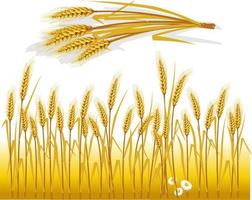 Hintergrund mit Weizen vektor