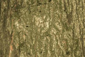 realistisk vektor illustration av ek bark stänga upp. de textur av de trunk av de quercus petraea ek eller georgiansk ek. bakgrund från levande trä. hud av de skog natur.