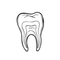 ritad för hand svart rader skiss molar, tand. klotter teckning. objekt, element, ikon komponent för illustration, design broschyrer för tandvård, medicinsk handböcker, böcker eller förpackning, isolerat vectorweb vektor