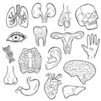 Doodle-Icon-Set für den menschlichen Körper. Organe Vektorskizzen-Illustrationssammlung. anatomie banner handgezeichnete linie kunststil. vektor