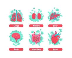 gesundes inneres anatomisches System vektor