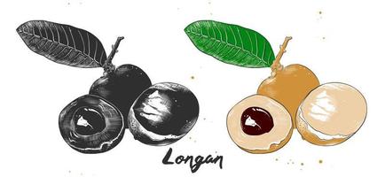 vektorgravierte Illustration für Poster, Dekoration, Verpackung und Druck. hand gezeichnete skizze von longan-früchten in monochrom und bunt. detaillierte vegetarische Essenszeichnung. vektor