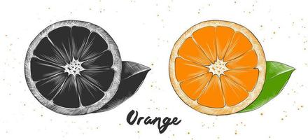 vektorgravierte Illustration für Poster, Dekoration und Druck. hand gezeichnete skizze von orange in monochrom und bunt. detaillierte vegetarische Essenszeichnung. vektor