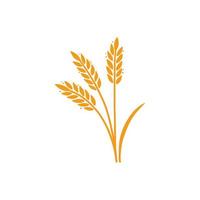 Weizen, Gerste, Reis-Symbol. handgemalt vektor